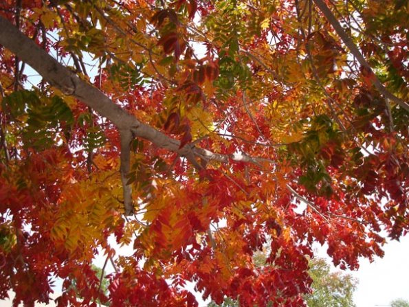 DSC03230