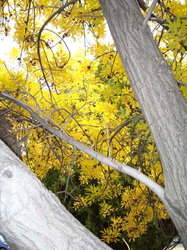 DSC03371