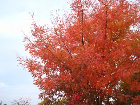 DSC04061