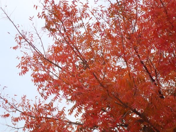 DSC04065
