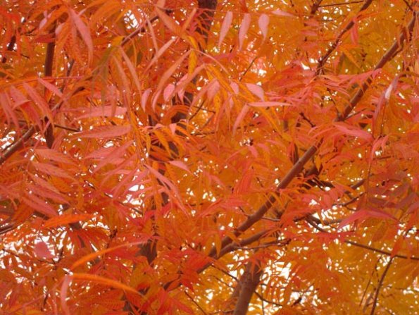 DSC04095