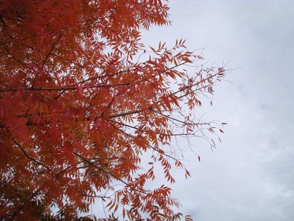 DSC04111