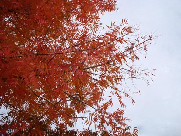 DSC04115