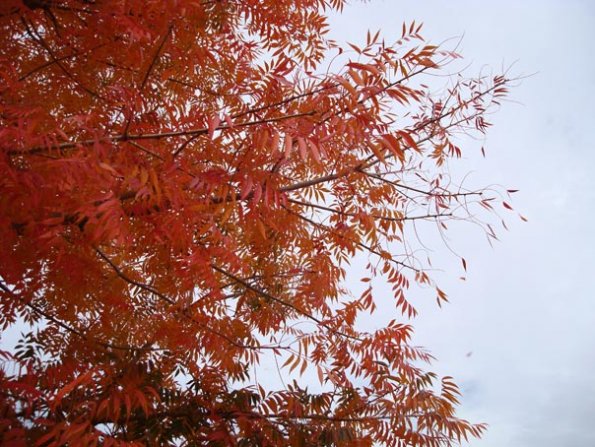 DSC04117