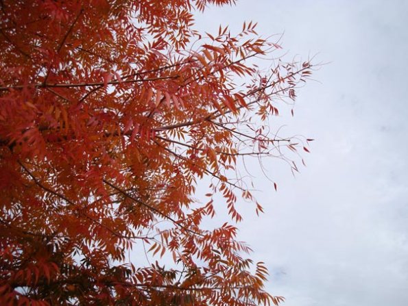 DSC04118