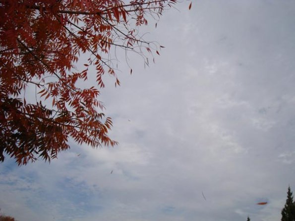 DSC04137