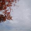Fall Leaves Fall Colors and Fall Foliage Autumn