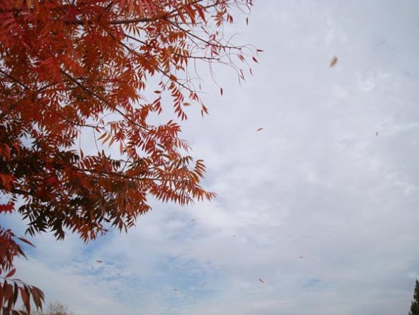 DSC04154