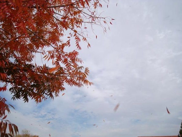 DSC04155