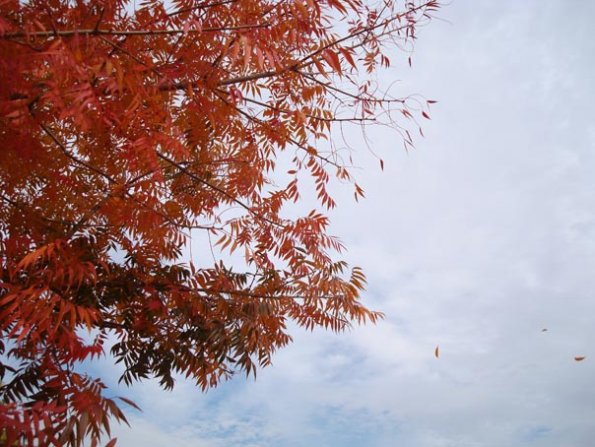 DSC04161