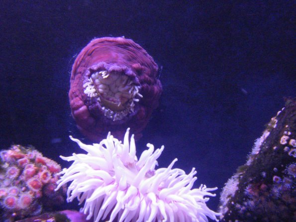 DSC00980a